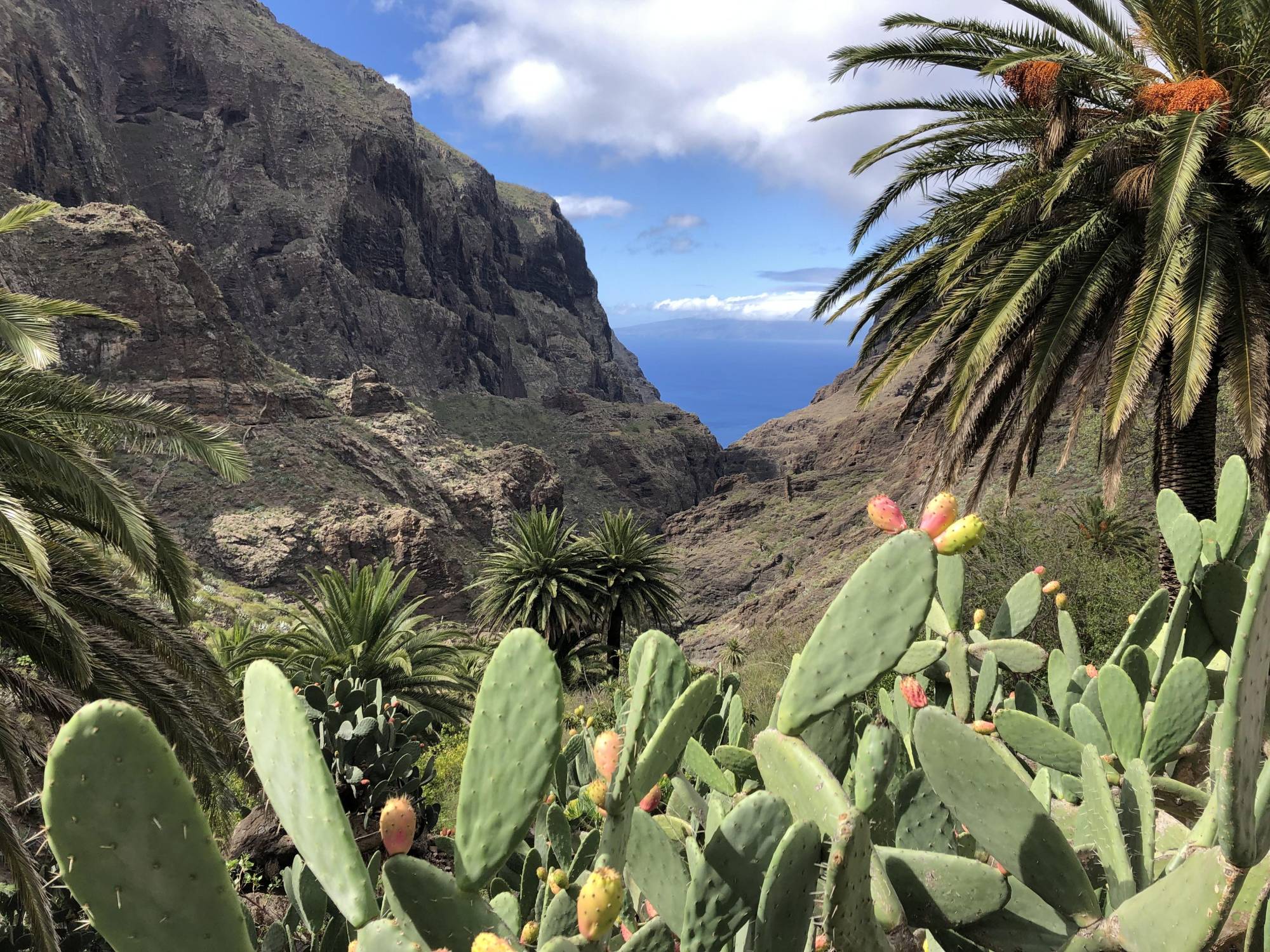Ein sonniger Aussichtspunkt, umgeben von Kakteen, Palmen und einer felsigen Landschaft.