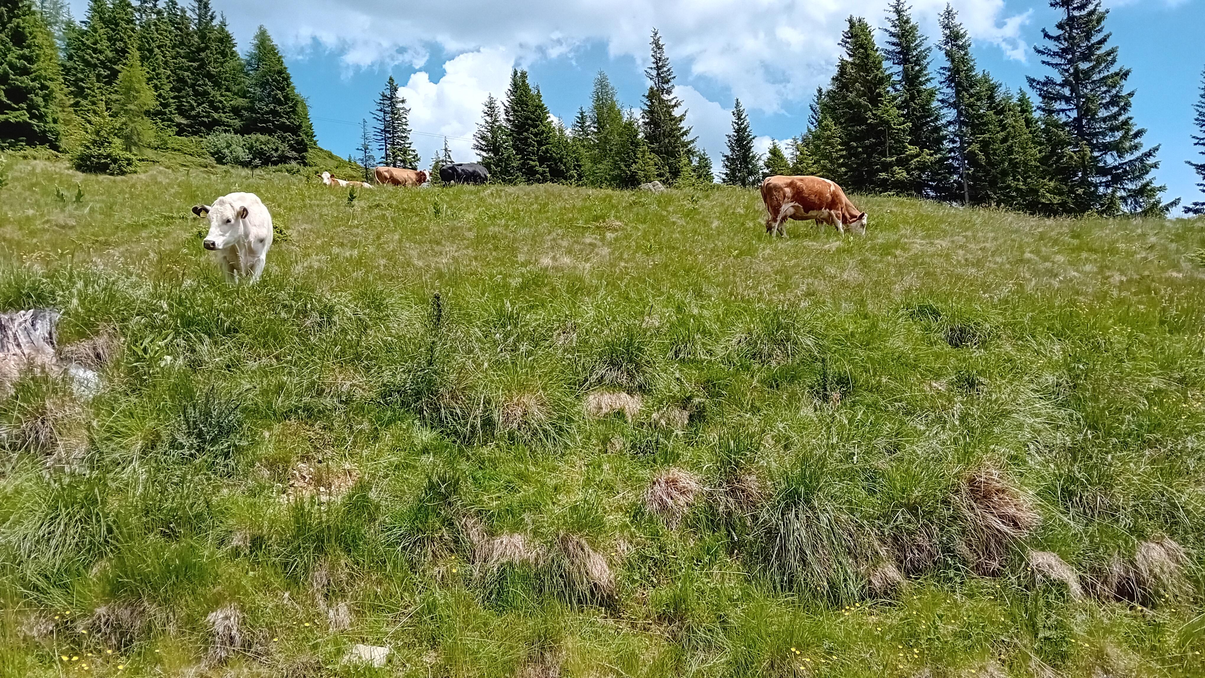 SissiPark környékén a stájer hegyvidéken legelő tehenek.